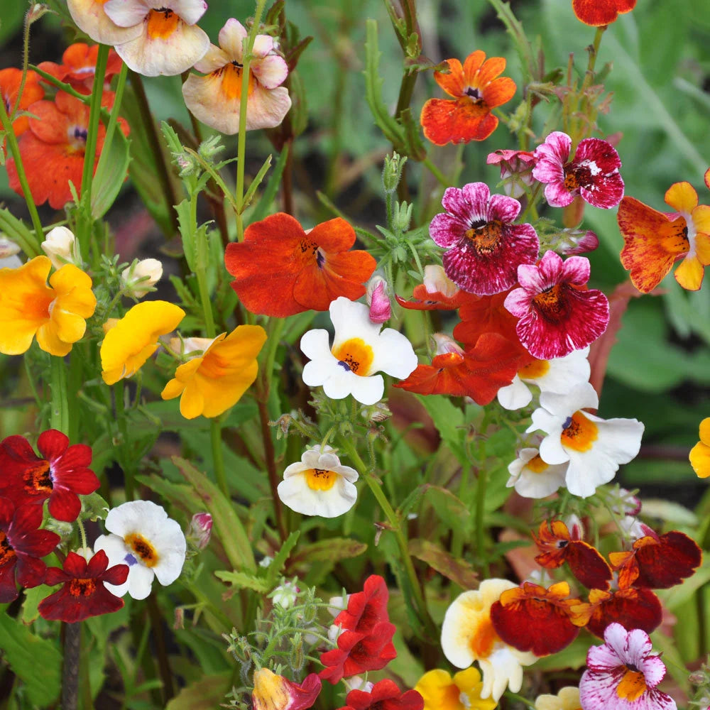 Carnival Coconut Flower Seeds – Annual Mix with Sweet Fragrance