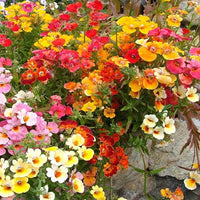 Nemesia Strumosa Flower seeds for Planting Cottage Garden Essential Heirloom & GMO Free Seeds for Home Garden