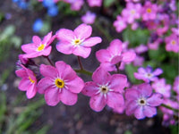 Pink Myosotis Sylvatica Flower seeds for Planting Shade Tolerant Heirloom & GMO Free Seeds for Home Garden 
 
 Sale