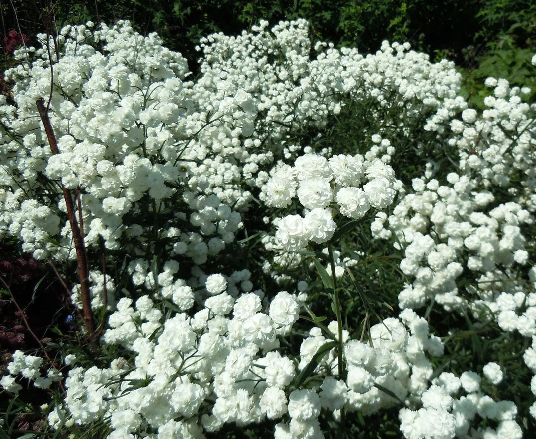White Pellitory Flower seeds for Planting - Premium Quality, Heirloom & GMO Free Seeds for Home Garden