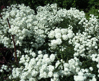 White Pellitory Flower seeds for Planting - Premium Quality, Heirloom & GMO Free Seeds for Home Garden