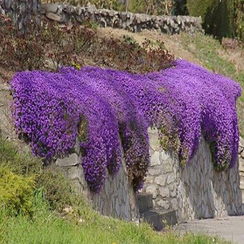 Lavender Aubrieta Cultorum Flower Seeds for Planting Fragrant Blossoms Heirloom & GMO Free Seeds for Home Garden
 
 Sale