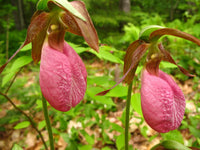 Heirloom Lady's Slipper Orchid Flower seeds for Planting Bright Blooms Heirloom & GMO Free Seeds for Home Garden