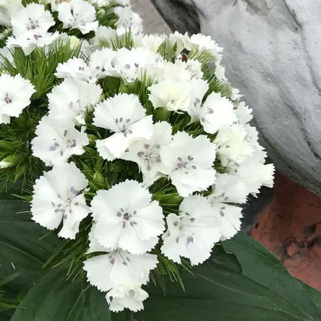 White Dianthus Flower seeds for Planting - Compact Growth, Heirloom & GMO Free Seeds for Home Garden