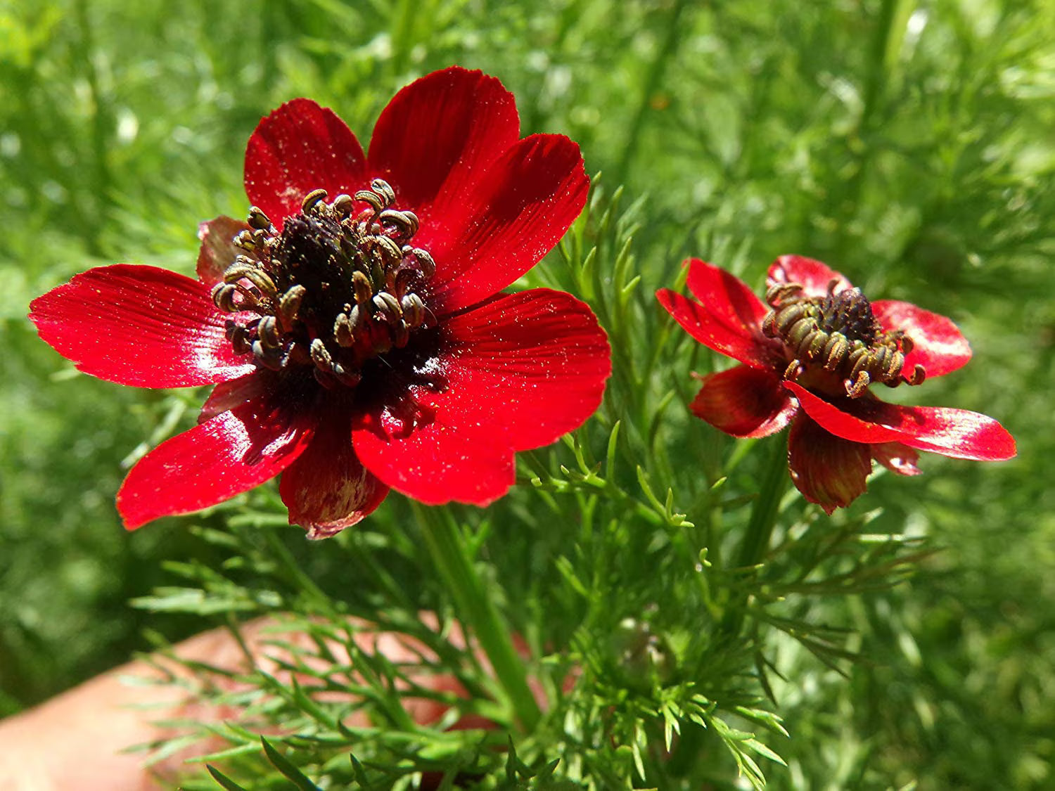 Adonis Flower seeds for Planting - Garden Favorite, Heirloom & GMO Free Seeds for Home Garden