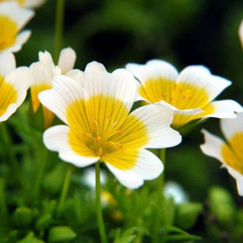 Limnanthes Flower seeds for Planting Long Bloom Season Heirloom & GMO Free Seeds for Home Garden