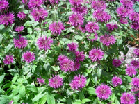 Monarda (Monarda Flower) seeds for planting in home garden
