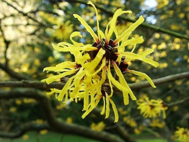 Zaubernuss Hamamelis Flower seeds for Planting - Easy to Grow, Heirloom & GMO Free Seeds for Home Garden