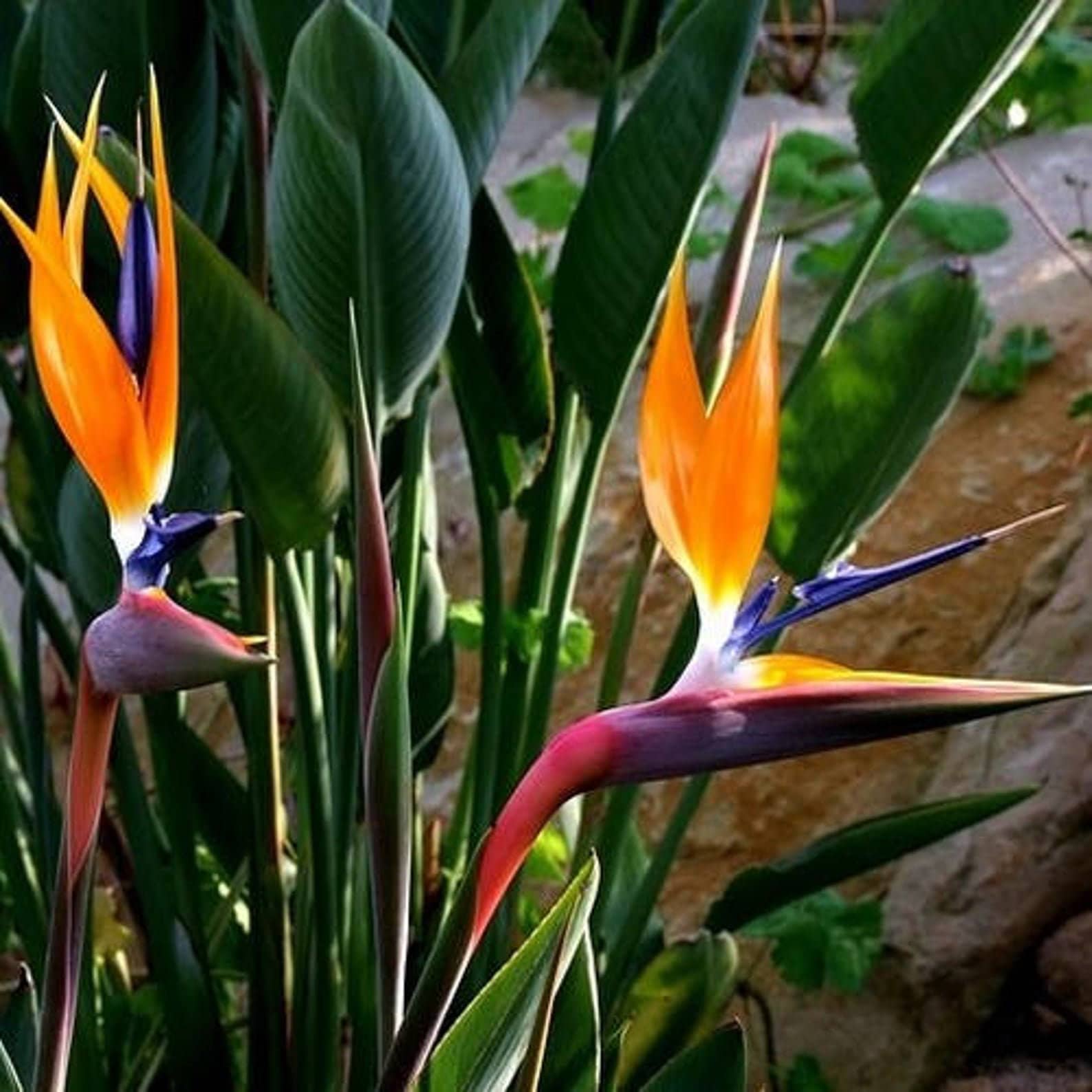 Orange Strelitzia Flower Seeds – Low Maintenance Heirloom & NonGMO for Home Garden
 
 Sale