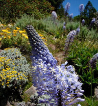 Merwilla Flower Seeds for Planting - Beautiful Blooms for Your Garden