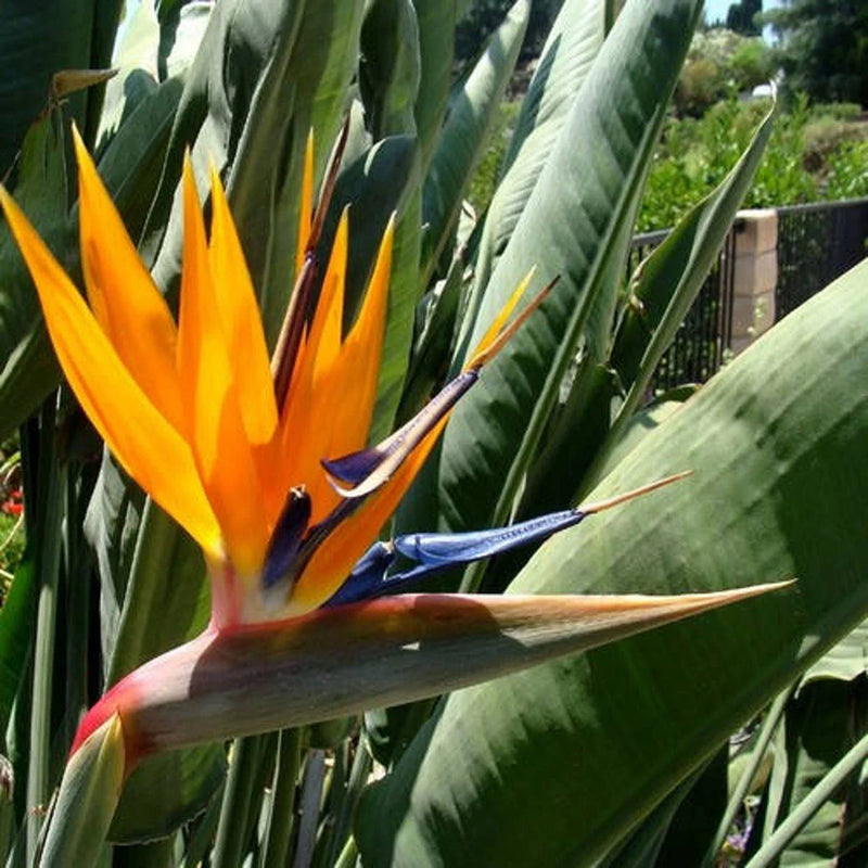 Orange Reginae Flower seeds for Planting Fragrant Blossoms Heirloom & GMO Free Seeds for Home Garden 
 
 Sale seeds for home garden planting