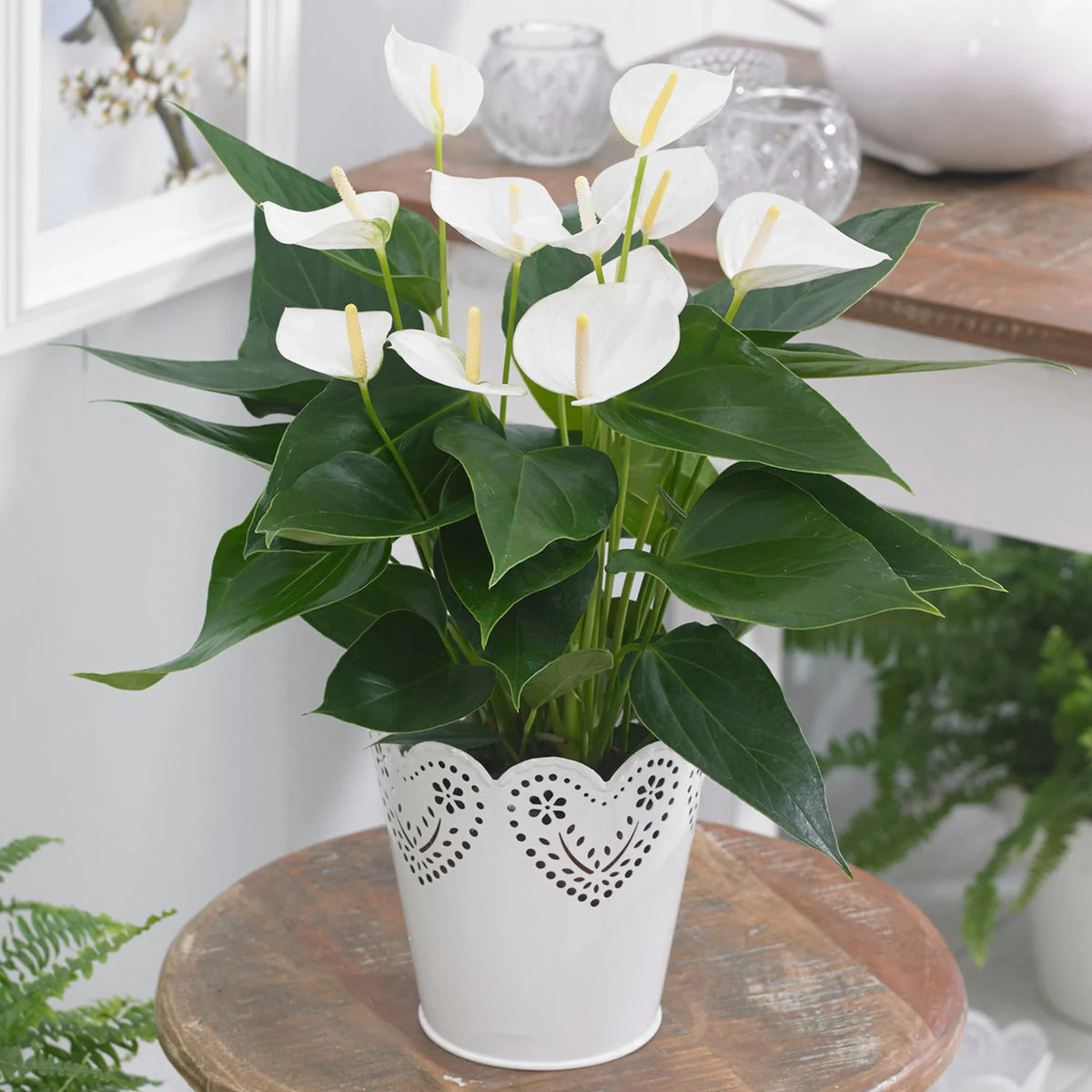 White (White Anthurium) seeds for planting in home garden