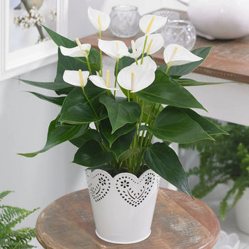 White (White Anthurium) seeds for planting in home garden