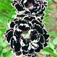 Carnations Black Flower seeds for Planting - Drought Tolerant, Heirloom & GMO Free Seeds for Home Garden
 
 Sale seeds for planting in home garden