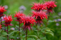 Red Monarda Didyma Flower seeds for Planting Premium Quality Heirloom & GMO Free Seeds for Home Garden 
 
 Sale