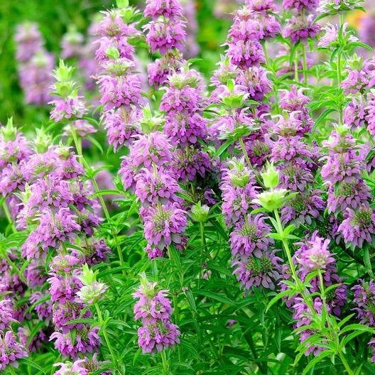 Purple Lemon Bee Flower seeds for Planting - Drought Tolerant, Heirloom & GMO Free Seeds for Home Garden