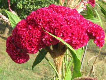 Heirloom Rooster Flower seeds for Planting Colorful Display Heirloom & GMO Free Seeds for Home Garden