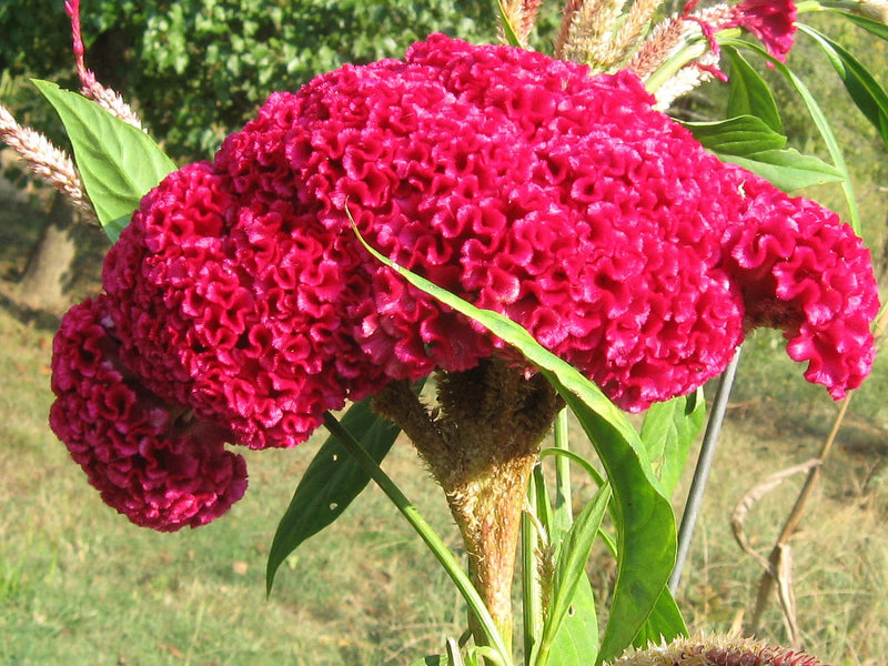 Heirloom Rooster Flower seeds for Planting Colorful Display Heirloom & GMO Free Seeds for Home Garden