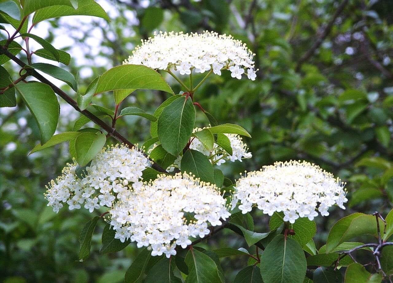 White Arrowwood Flower Seeds for Planting - Easy Growing Garden Seeds