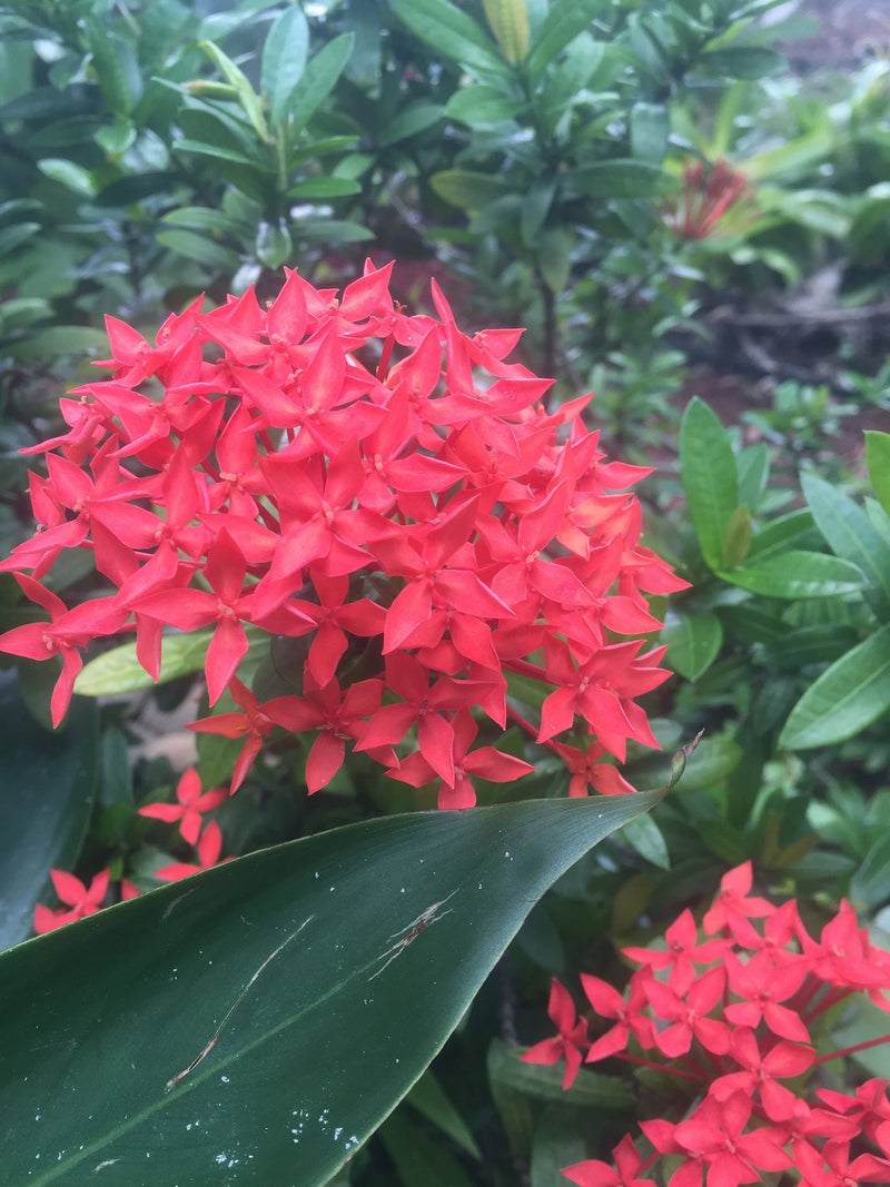 Enana Roja Flower seeds for Planting - Low Maintenance, Heirloom & GMO Free Seeds for Home Garden