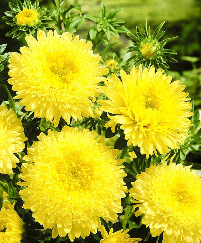 Dark Yellow China Aster Flower Seeds for Planting Premium Quality Heirloom & GMO Free Seeds for Home Garden
 
 Sale