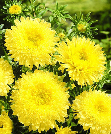 Dark Yellow China Aster Flower Seeds for Planting Premium Quality Heirloom & GMO Free Seeds for Home Garden
 
 Sale