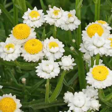 White Winged Flower seeds for Planting - Cottage Garden Essential, Heirloom & GMO Free Seeds for Home Garden