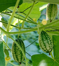 Green Scabra Vegetable Planting Seeds - Grow Fresh Greens