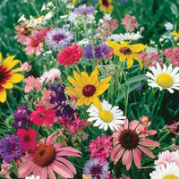 Sixfold Flower mix seeds for Planting - Hardy Variety, Heirloom & GMO Free Seeds for Home Garden