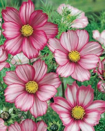 Heirloom Cosmos Peppermint Twist Flower seeds for Planting Premium Quality Heirloom & GMO Free Seeds for Home Garden