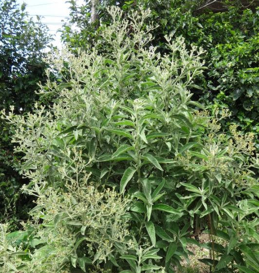 Green Balsamifera Flower seeds for Planting - Shade Tolerant, Heirloom & GMO Free Seeds for Home Garden
 
 Sale