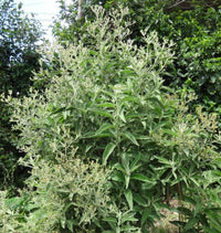 Green Balsamifera Flower seeds for Planting - Shade Tolerant, Heirloom & GMO Free Seeds for Home Garden
 
 Sale