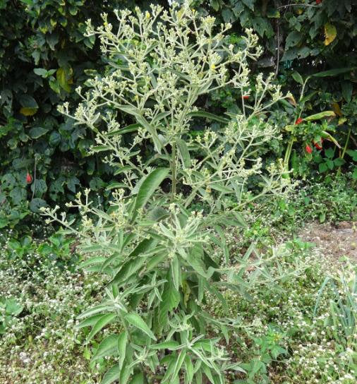 Green Balsamifera Flower seeds for Planting - Shade Tolerant, Heirloom & GMO Free Seeds for Home Garden
 
 Sale