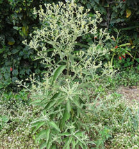 Green Balsamifera Flower seeds for Planting - Shade Tolerant, Heirloom & GMO Free Seeds for Home Garden
 
 Sale