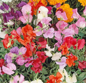 Sweet (Sweet Pea) seeds for planting in home garden