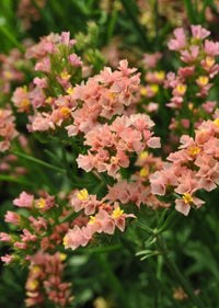 Limonium Sinuatum Flower seeds for Planting - Vibrant Colors, Heirloom & GMO Free Seeds for Home Garden