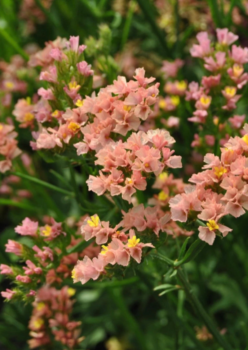 Limonium Sinuatum Flower seeds for Planting - Vibrant Colors, Heirloom & GMO Free Seeds for Home Garden