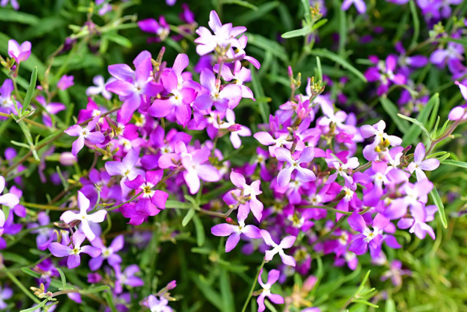 Pink White EveningScented Flower Seeds for Planting Sun Loving Heirloom & GMO Free Seeds for Home Garden
 
 Sale