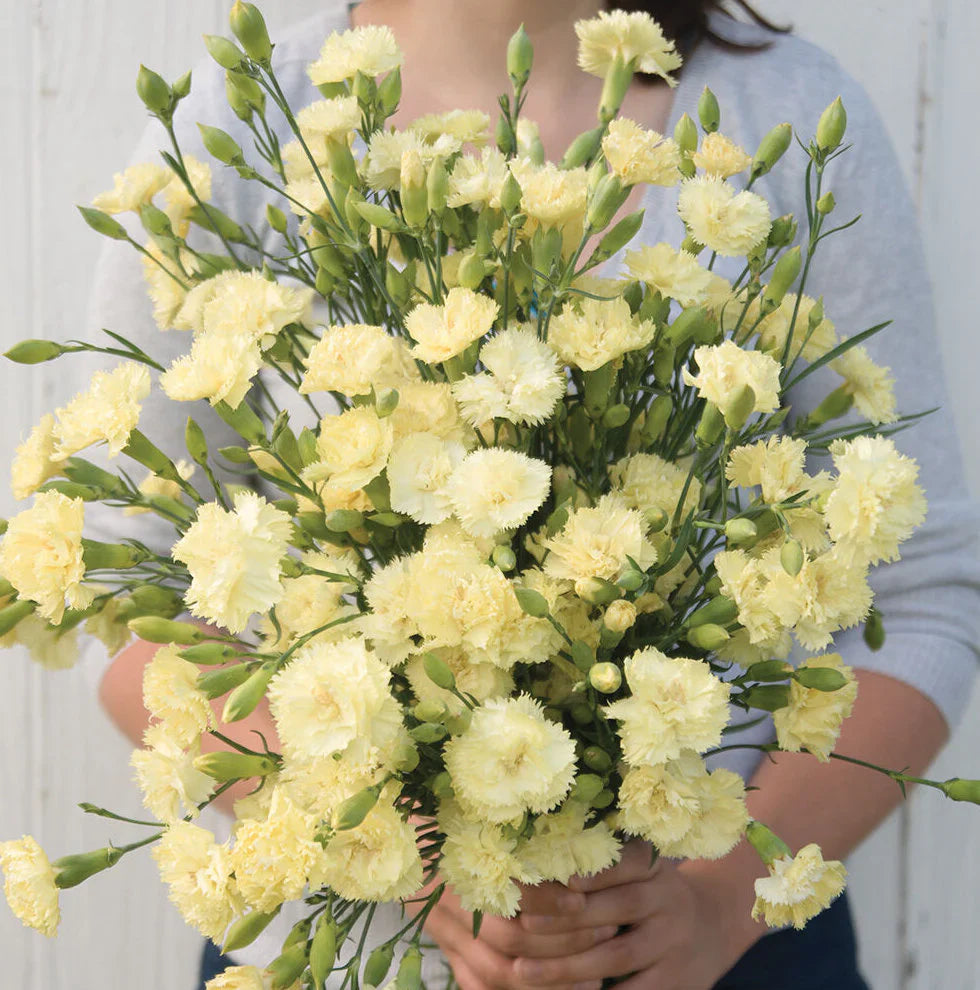 Cream Carnation Flower seeds for Planting Seasonal Bloomer Heirloom & GMO Free Seeds for Home Garden