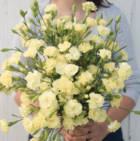 Cream Carnation Flower seeds for Planting Seasonal Bloomer Heirloom & GMO Free Seeds for Home Garden