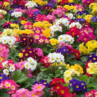 Primula Flower seeds for Planting - Long Bloom Season, Heirloom & GMO Free Seeds for Home Garden