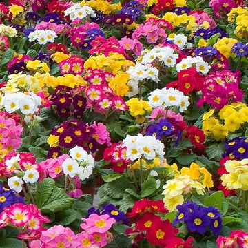 Primula Flower seeds for Planting - Long Bloom Season, Heirloom & GMO Free Seeds for Home Garden