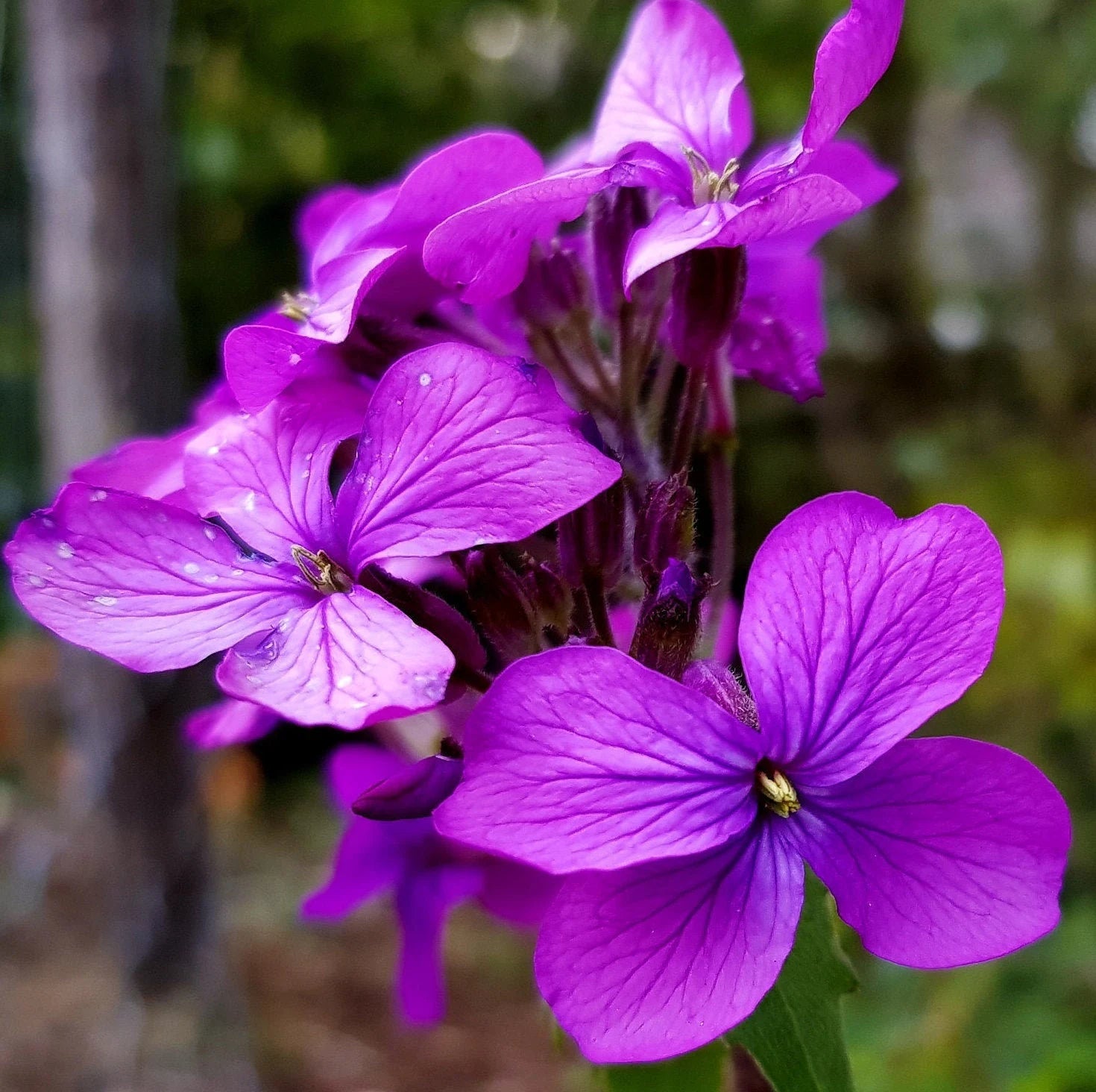 Honesty Flower seeds for Planting Cottage Garden Essential Heirloom & GMO Free Seeds for Home Garden