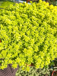 Yellow Sedum Flower seeds for Planting - Seasonal Bloomer, Heirloom & GMO Free Seeds for Home Garden