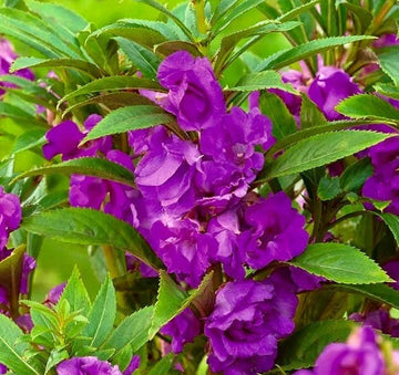 Violet Balsam Camellia Flower Seeds for Planting Drought Tolerant Heirloom & GMO Free Seeds for Home Garden
 
 Sale