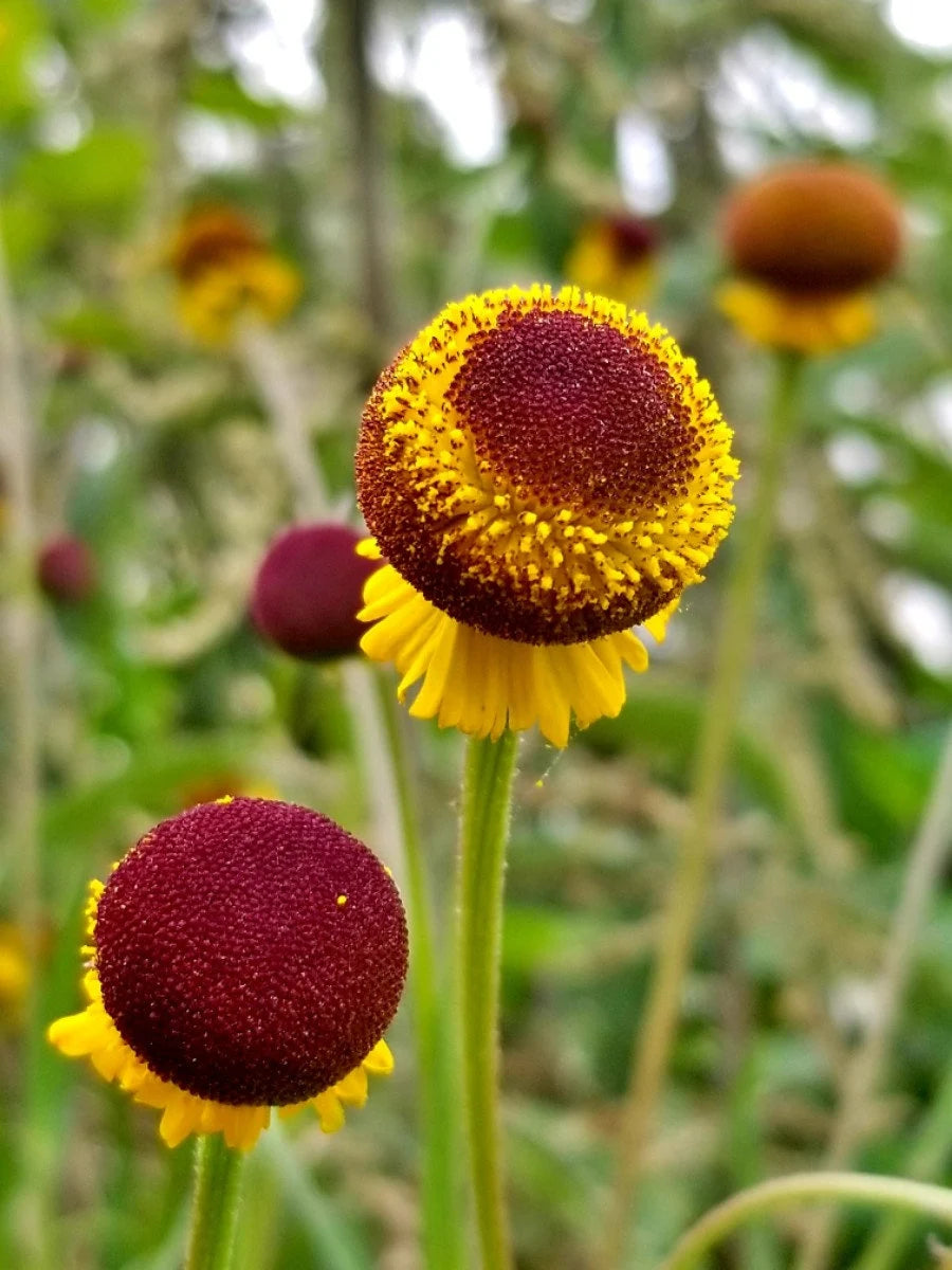 Helenium Autumn Lollipop Flower seeds for Planting Drought Tolerant Heirloom & GMO Free Seeds for Home Garden