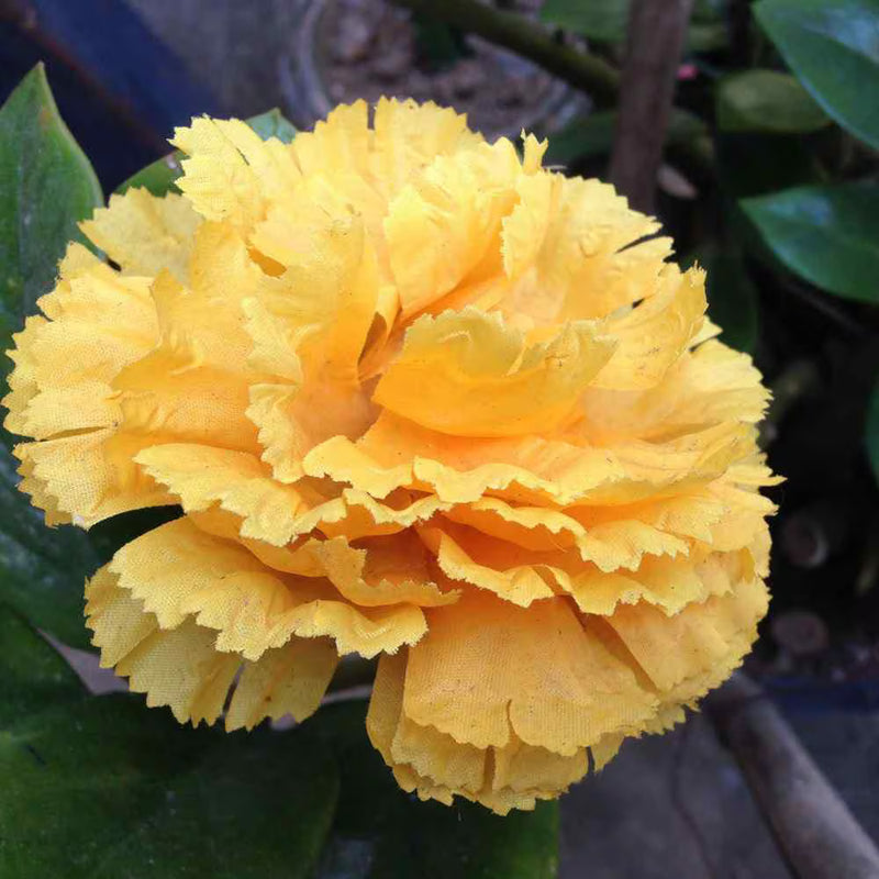 Yellow Carnations Flower seeds for Planting - Low Maintenance, Heirloom & GMO Free Seeds for Home Garden