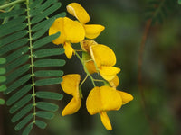 Yellow Sesbania Aculeata Plant Seeds Planting Guide