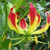 Yellow Red Gloriosa Superba Flower Planting Seeds