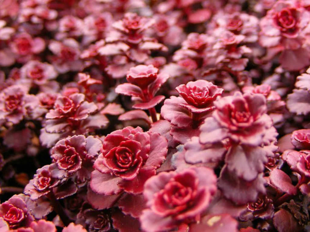 Sedum Succulent Burgundy Planting - Seeds for Hardy and Colorful Growth, Ideal for Unique